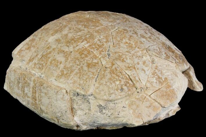Fossil Tortoise (Stylemys) - Wyoming #143826